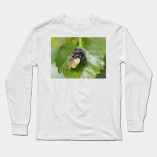 Phidippus audax (bold jumping spider) with prey (stinkbug) Long Sleeve T-Shirt